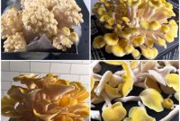 Master the Golden Oyster Mushroom Harvest: When and How