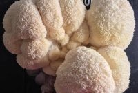 Lion’s Mane Grow Kit Review When to Harvest