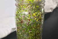 Broccoli Sprouts: Grow Your Own Superfood