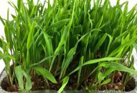 Grow Your Own Popcorn Grass
