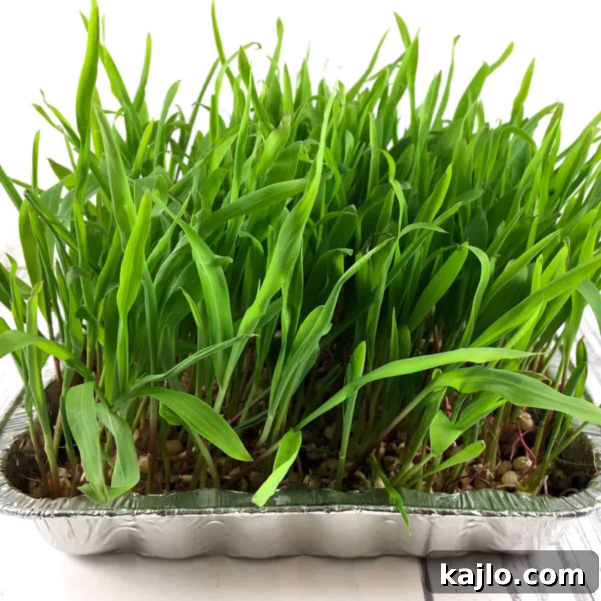 Grow Your Own Popcorn Grass 1 featured 4418
