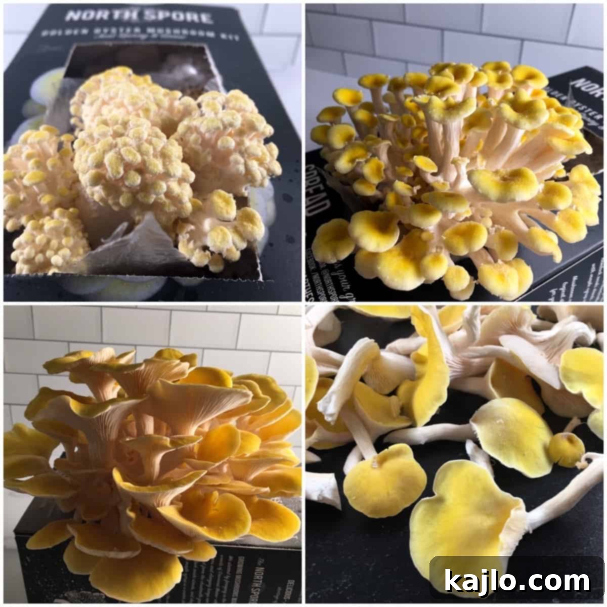 Master the Golden Oyster Mushroom Harvest: When and How 2 A cluster of vibrant golden oyster mushrooms growing from a block, illustrating the initial stages of cultivation.