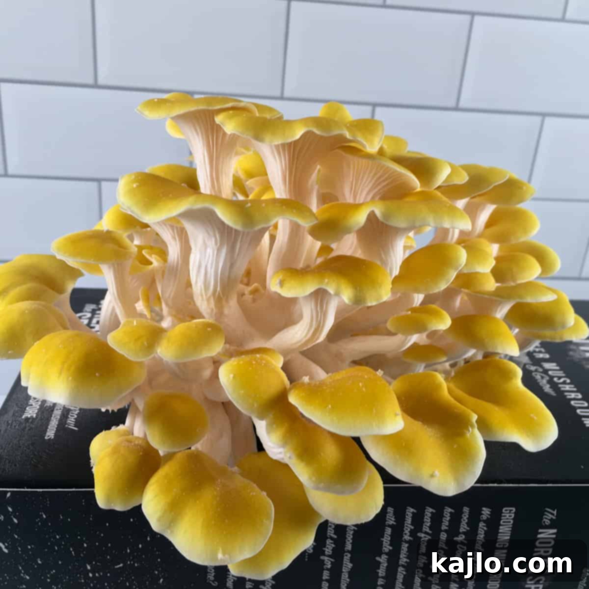 Master the Golden Oyster Mushroom Harvest: When and How 11 A fresh cluster of raw golden oyster mushrooms, showcasing their distinct color and delicate frills.
