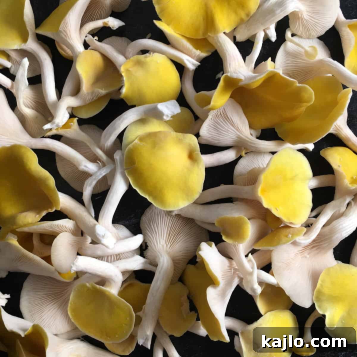Master the Golden Oyster Mushroom Harvest: When and How 12 A vibrant display of freshly harvested golden oyster mushrooms, highlighting their beautiful color and natural texture.