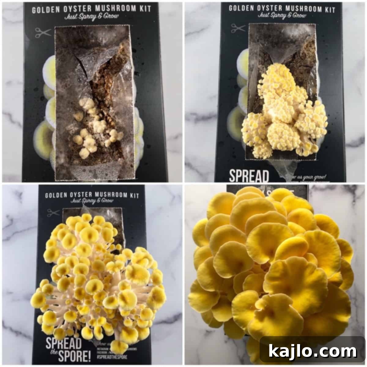 Master the Golden Oyster Mushroom Harvest: When and How 3 A visual progression of golden oyster mushroom growth, from tiny pins to mature clusters.