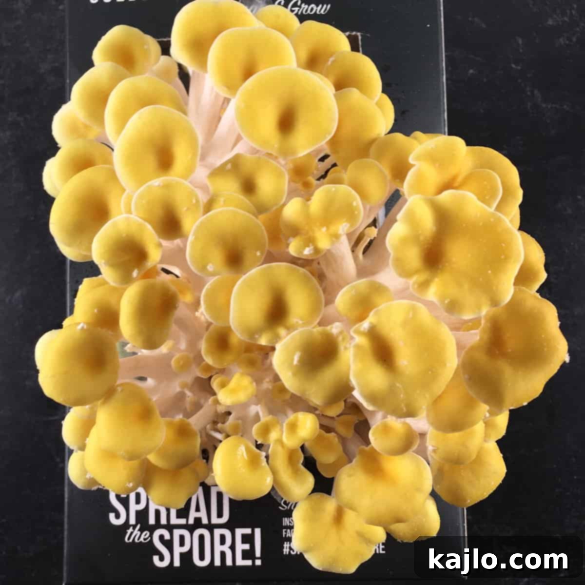 Master the Golden Oyster Mushroom Harvest: When and How 4 A close-up view of a ready-to-harvest cluster of golden oyster mushrooms, showcasing their vibrant color and ideal cap shape.