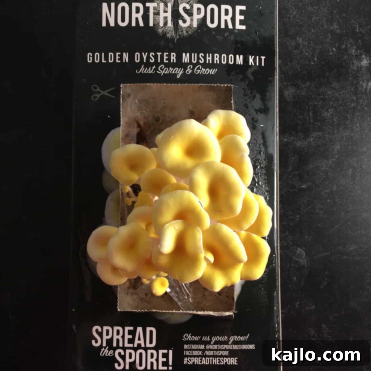 Master the Golden Oyster Mushroom Harvest: When and How 5 A hand holding a knife, demonstrating the correct way to harvest a cluster of golden oyster mushrooms from a grow kit.