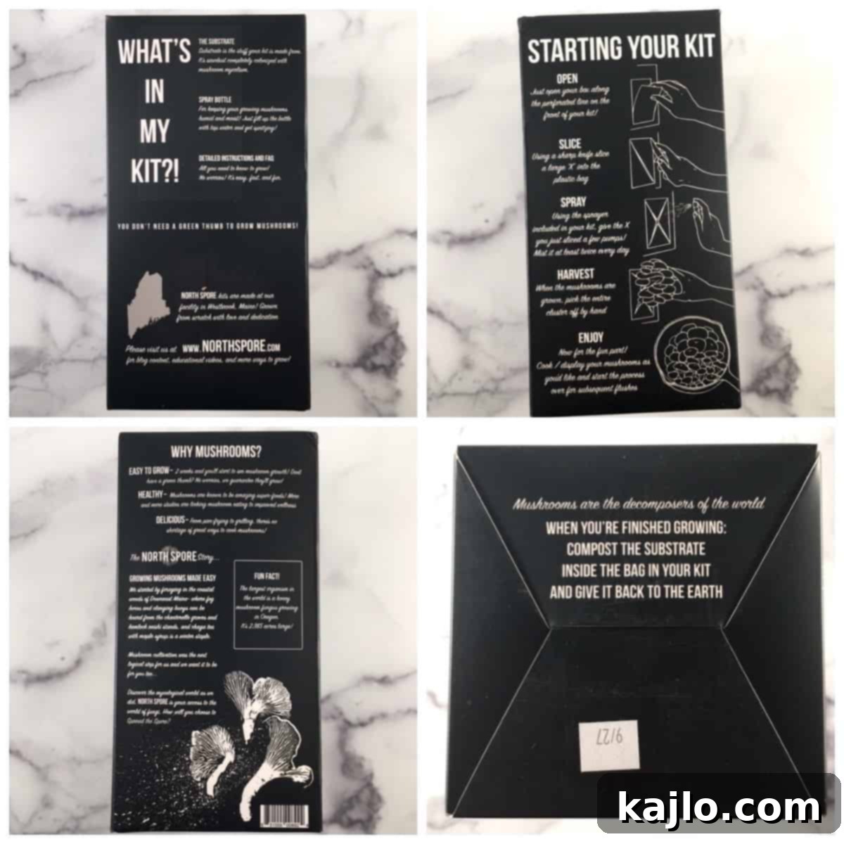 Master the Golden Oyster Mushroom Harvest: When and How 6 The initial setup of a golden oyster mushroom grow kit, showing the prepared opening for mushroom growth.