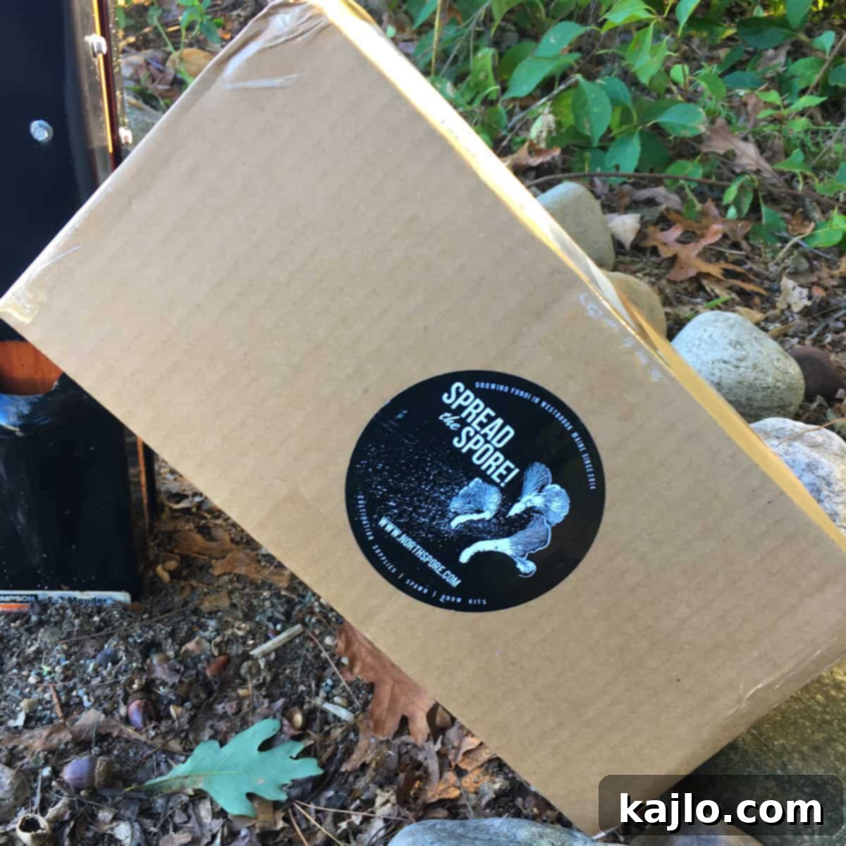 Master the Golden Oyster Mushroom Harvest: When and How 8 The North Spore golden oyster mushroom kit box, highlighting its branding and promise of easy cultivation.