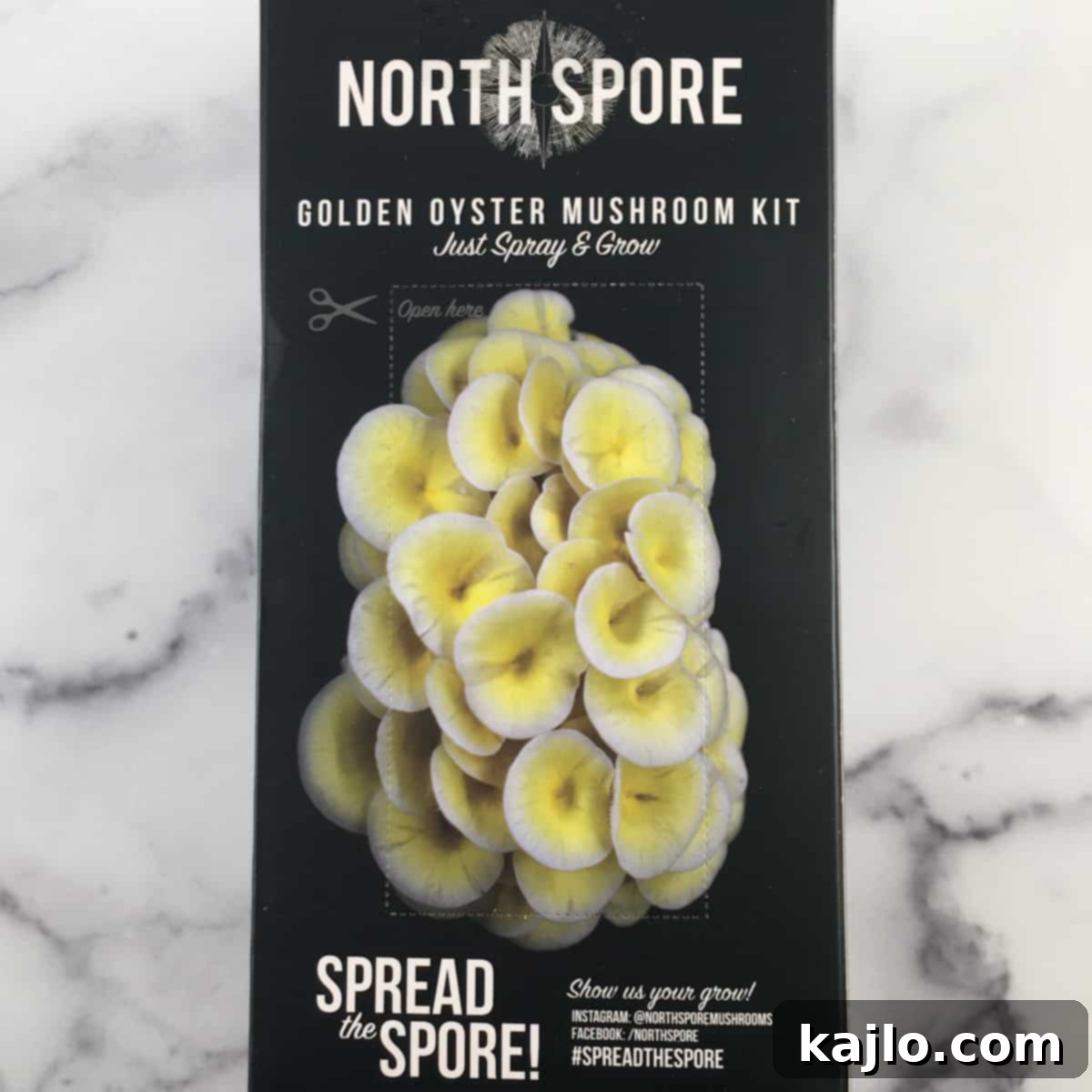 Master the Golden Oyster Mushroom Harvest: When and How 9 A large, healthy cluster of golden oyster mushrooms thriving on a grow kit, ready for harvest.