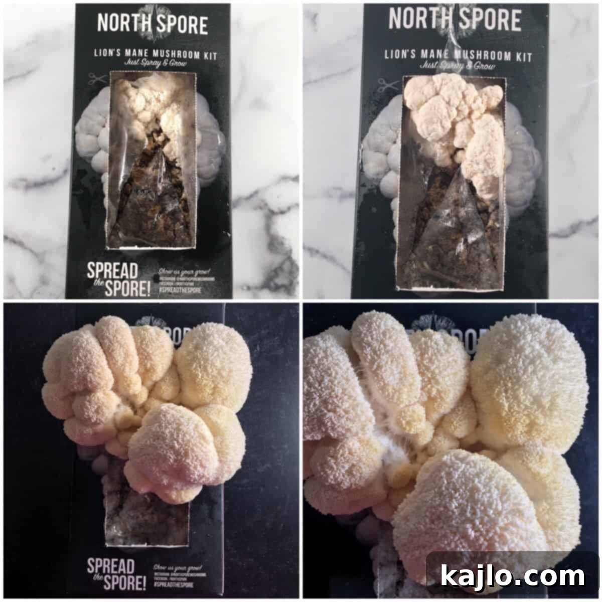 how to grow lions mane mushrooms