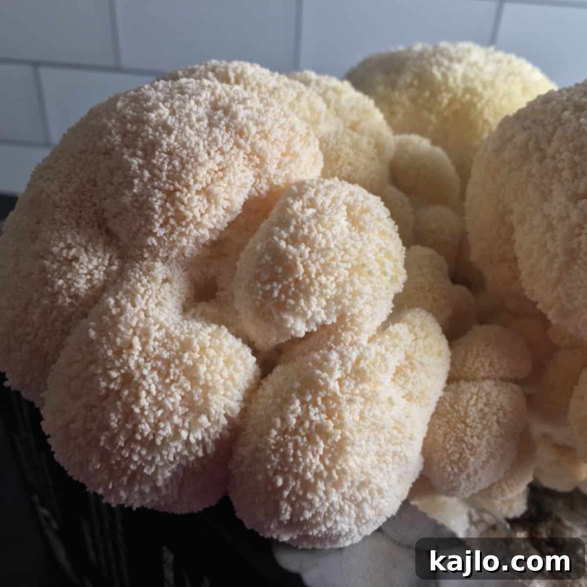 north spore lions mane kit