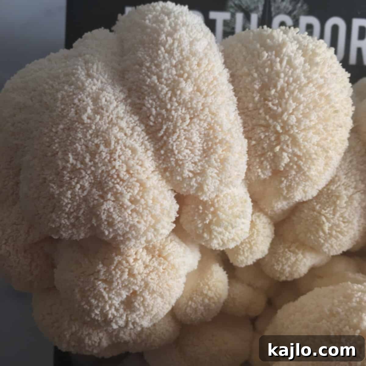lions mane mushroom growing kit