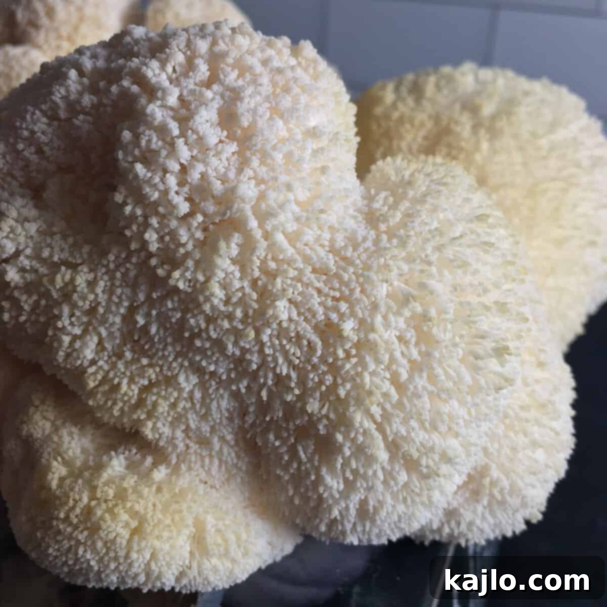 north spore lions mane mushroom kit