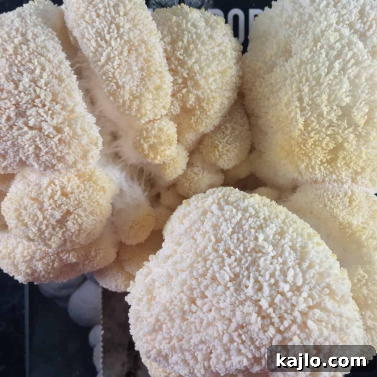 grow lions mane mushrooms