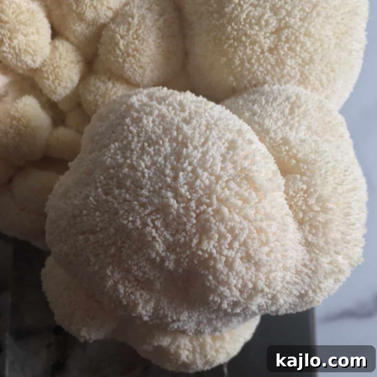 lions mane mushroom grow kit