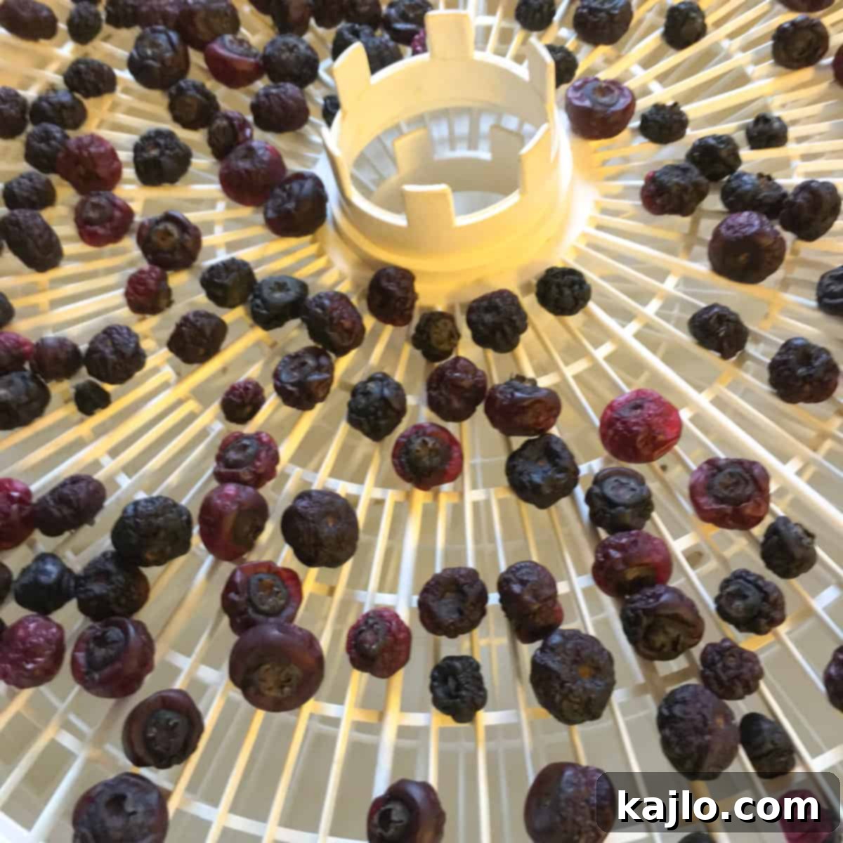 Homemade Epic Style Keto Beef Jerky 6 Partially dried blueberries on a dehydrator rack for epic copycat bar