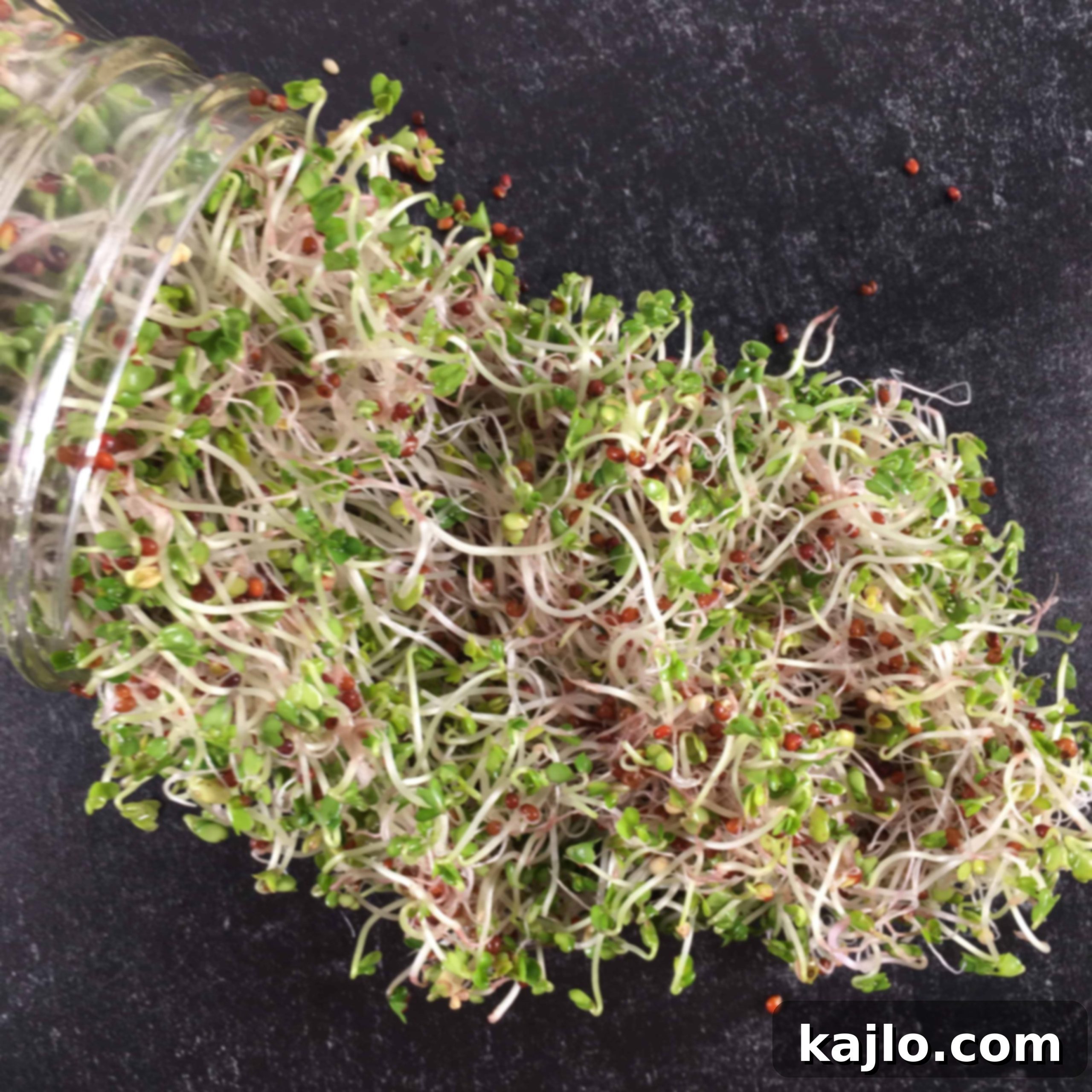 Freshly harvested broccoli sprouts in a jar