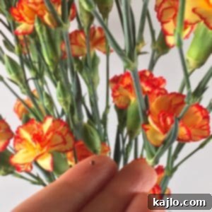 Close-up of a single broccoli sprout seed