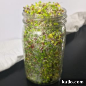 Broccoli sprouts growing in a mason jar, ready for harvest