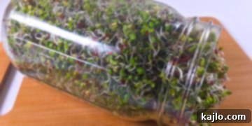 Vibrant green broccoli sprouts filling a wide-mouth canning jar