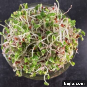 Delicious meal featuring fresh sprouted broccoli